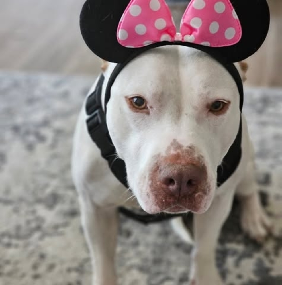 Meet your Posher, Baadj